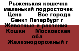 Рыженькая кошечка маленький подросточек › Цена ­ 10 - Все города, Санкт-Петербург г. Животные и растения » Кошки   . Московская обл.,Железнодорожный г.